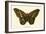 Butterflies-English School-Framed Giclee Print