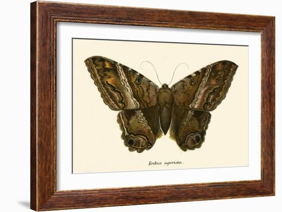 Butterflies-English School-Framed Giclee Print