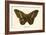 Butterflies-English School-Framed Giclee Print