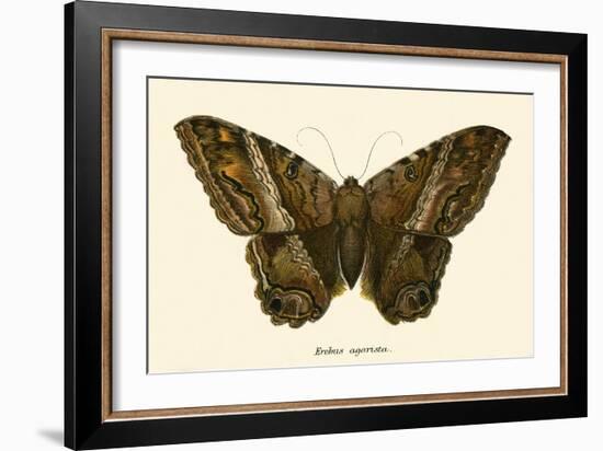 Butterflies-English School-Framed Giclee Print