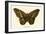 Butterflies-English School-Framed Giclee Print