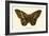 Butterflies-English School-Framed Giclee Print