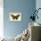 Butterflies-English School-Framed Premier Image Canvas displayed on a wall