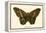 Butterflies-English School-Framed Premier Image Canvas