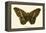 Butterflies-English School-Framed Premier Image Canvas