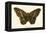 Butterflies-English School-Framed Premier Image Canvas