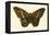 Butterflies-English School-Framed Premier Image Canvas