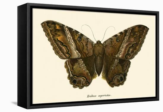 Butterflies-English School-Framed Premier Image Canvas