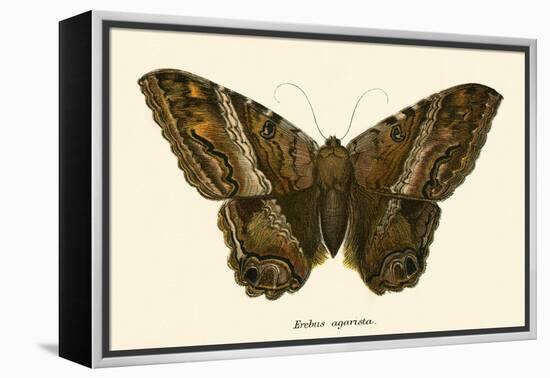 Butterflies-English School-Framed Premier Image Canvas