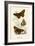 Butterflies-English School-Framed Giclee Print