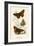 Butterflies-English School-Framed Giclee Print