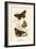 Butterflies-English School-Framed Giclee Print