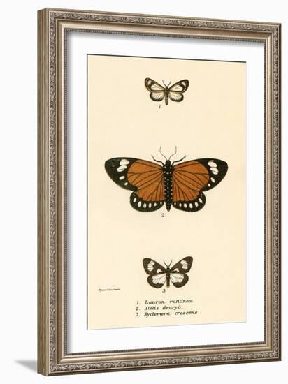 Butterflies-English School-Framed Giclee Print