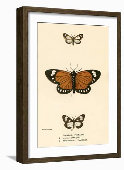 Butterflies-English School-Framed Giclee Print