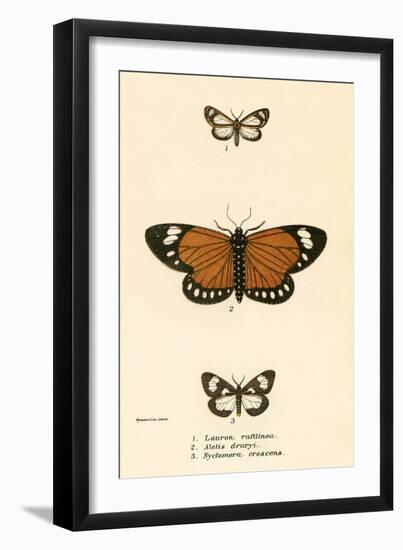 Butterflies-English School-Framed Giclee Print