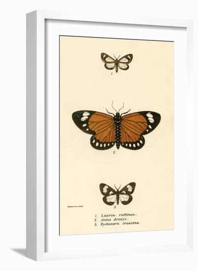 Butterflies-English School-Framed Giclee Print