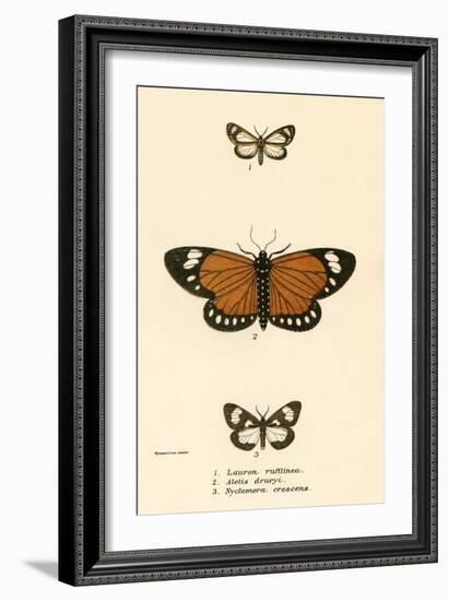 Butterflies-English School-Framed Giclee Print