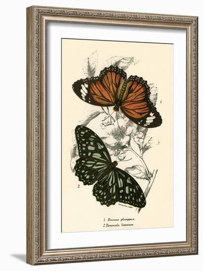 Butterflies-English School-Framed Giclee Print