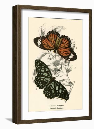 Butterflies-English School-Framed Giclee Print