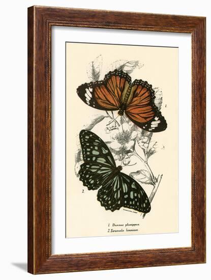 Butterflies-English School-Framed Giclee Print