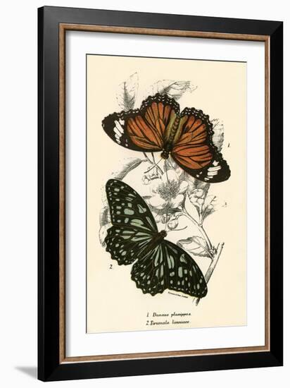 Butterflies-English School-Framed Giclee Print