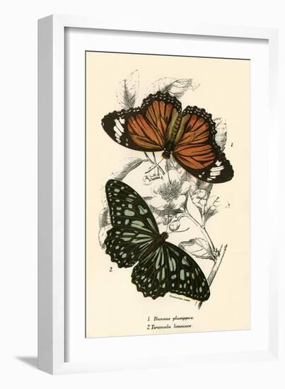 Butterflies-English School-Framed Giclee Print