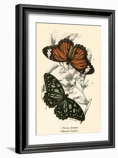 Butterflies-English School-Framed Giclee Print