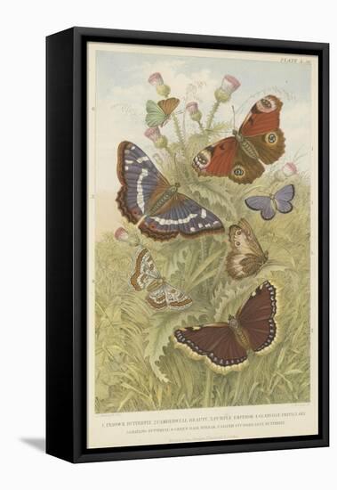 Butterflies-null-Framed Premier Image Canvas