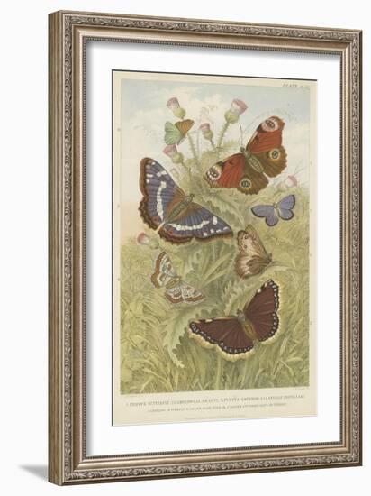 Butterflies-null-Framed Giclee Print