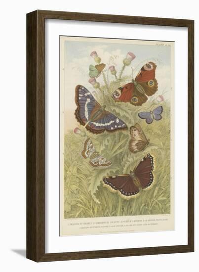 Butterflies-null-Framed Giclee Print