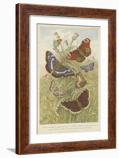 Butterflies-null-Framed Giclee Print