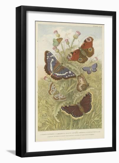 Butterflies-null-Framed Giclee Print