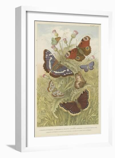 Butterflies-null-Framed Giclee Print