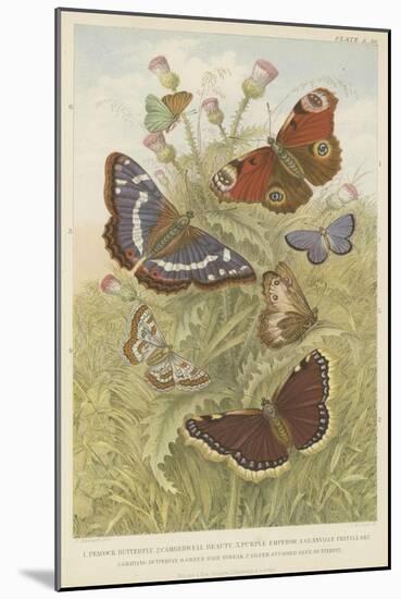 Butterflies-null-Mounted Giclee Print