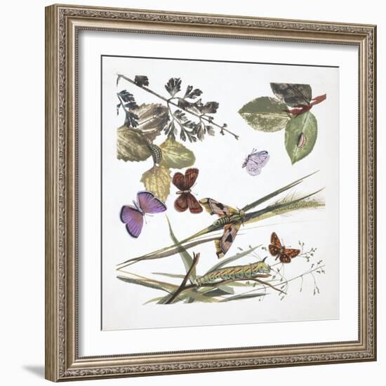 Butterflies-null-Framed Giclee Print