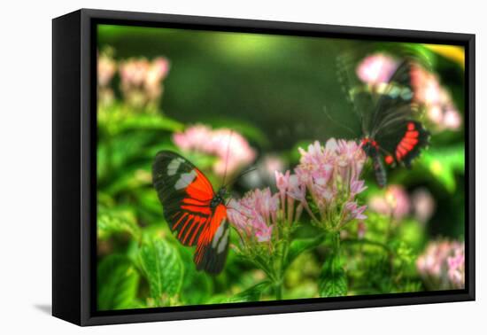 Butterfly 11-Robert Goldwitz-Framed Premier Image Canvas