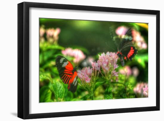 Butterfly 11-Robert Goldwitz-Framed Photographic Print