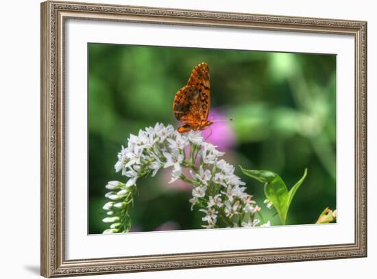 Butterfly 12-Robert Goldwitz-Framed Photographic Print