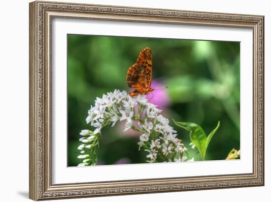 Butterfly 12-Robert Goldwitz-Framed Photographic Print