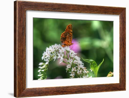 Butterfly 12-Robert Goldwitz-Framed Photographic Print