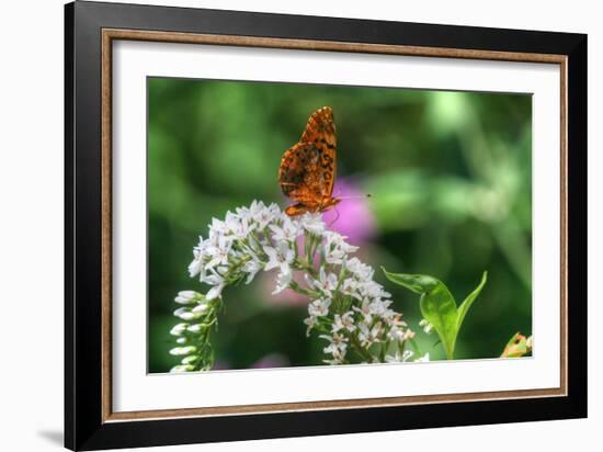 Butterfly 12-Robert Goldwitz-Framed Photographic Print