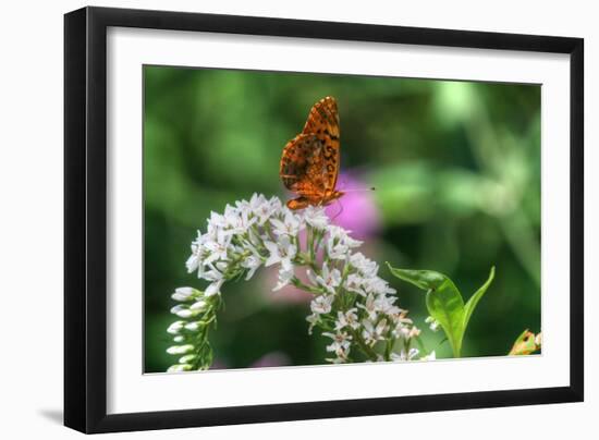 Butterfly 12-Robert Goldwitz-Framed Photographic Print