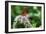 Butterfly 12-Robert Goldwitz-Framed Photographic Print