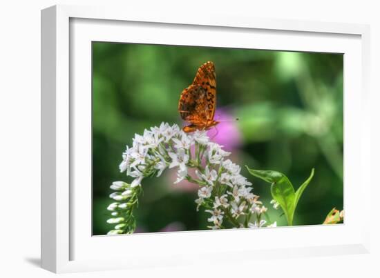 Butterfly 12-Robert Goldwitz-Framed Photographic Print