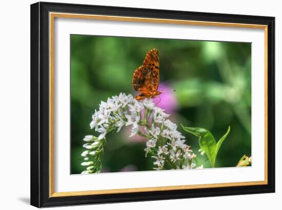 Butterfly 12-Robert Goldwitz-Framed Photographic Print