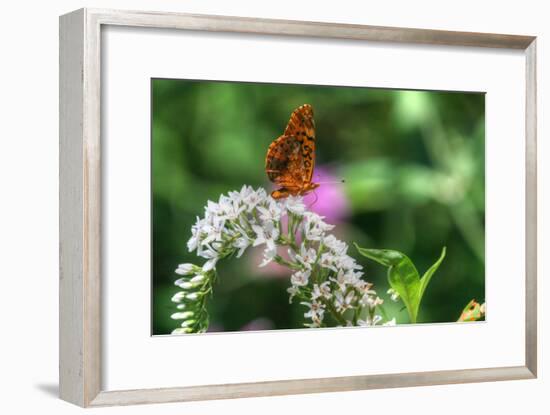 Butterfly 12-Robert Goldwitz-Framed Photographic Print