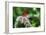 Butterfly 12-Robert Goldwitz-Framed Photographic Print