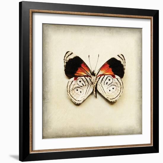 Butterfly 12-Amy Melious-Framed Art Print