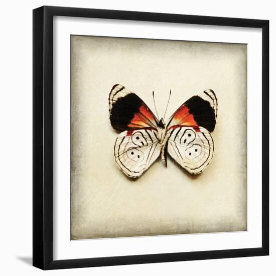 Butterfly 12-Amy Melious-Framed Art Print