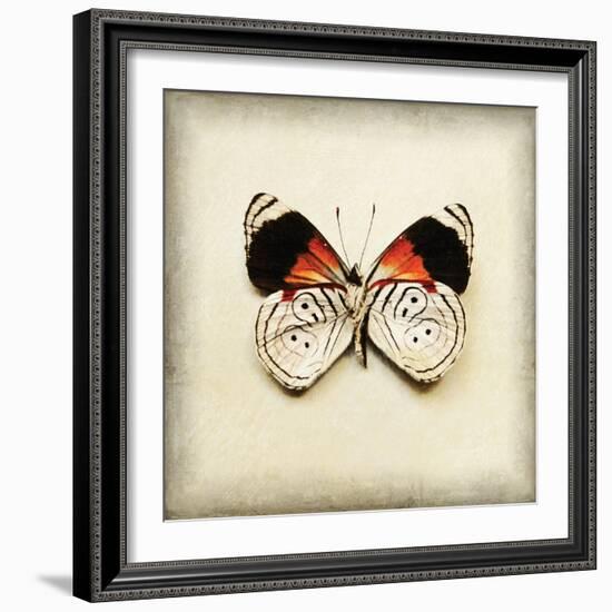 Butterfly 12-Amy Melious-Framed Art Print